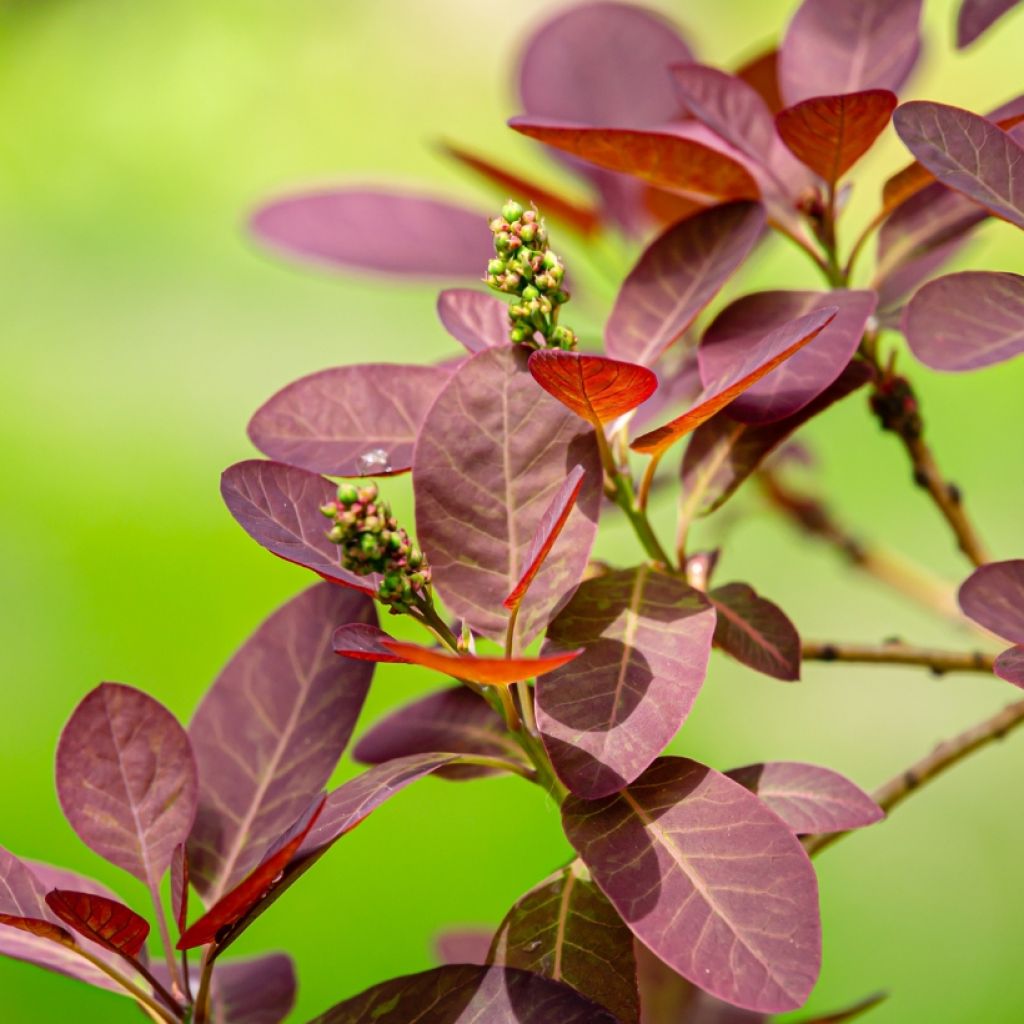 Perückenstrauch Royal Purple - Cotinus coggygria