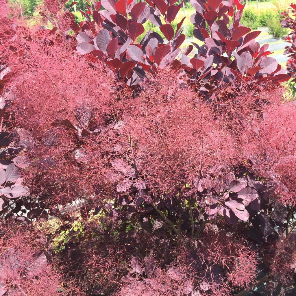 Perückenstrauch Winecraft Black - Cotinus coggygria