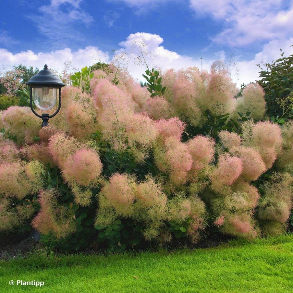 Cotinus coggygria Young Lady - Arbre à Perruque