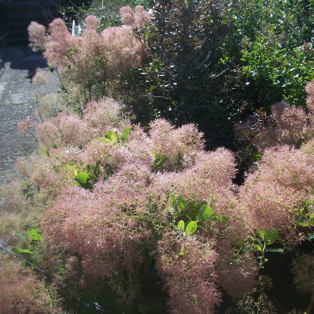 Cotinus coggygria Young Lady - Arbre à Perruque