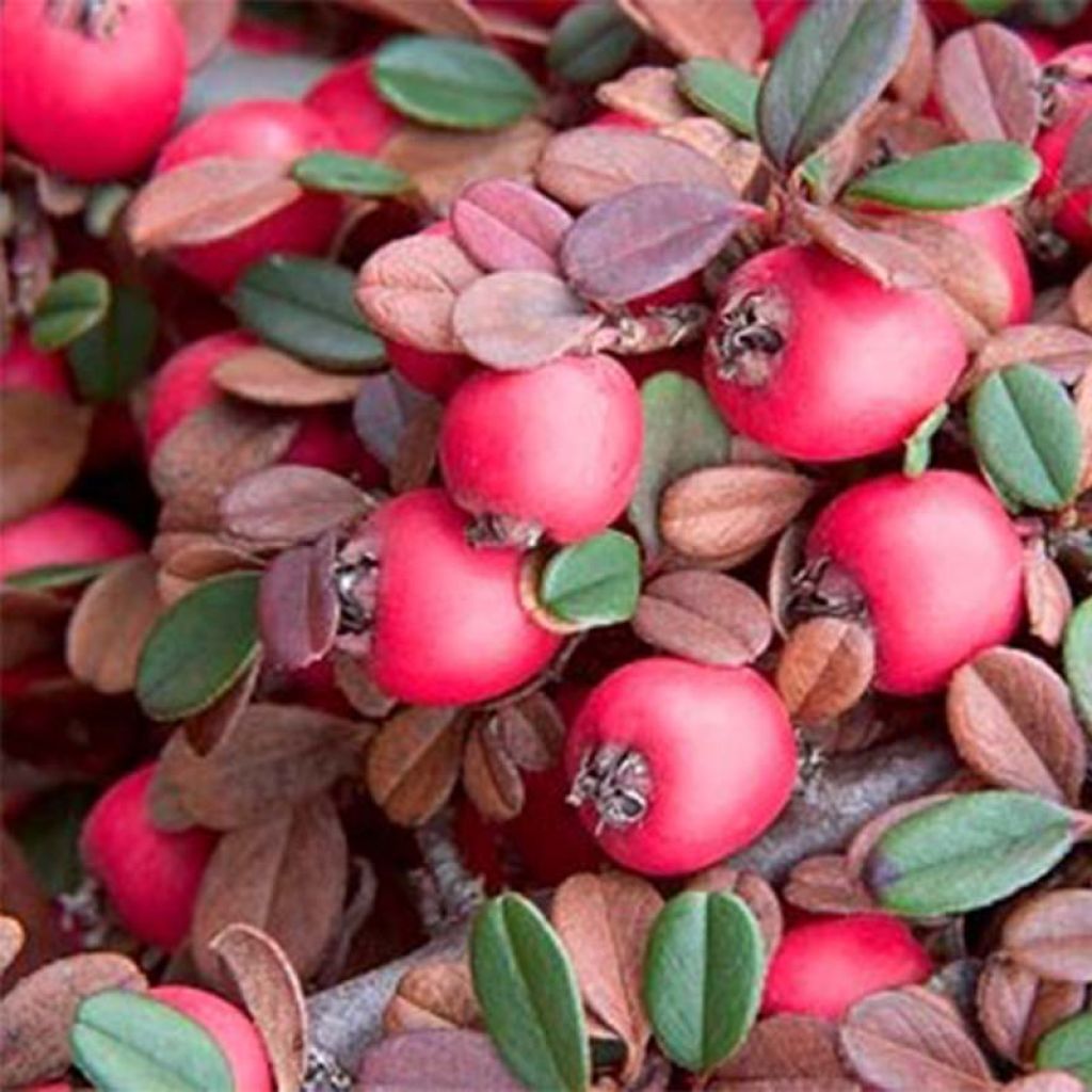 Cotoneaster dammeri Eichholz - Teppich-Zwergmispel