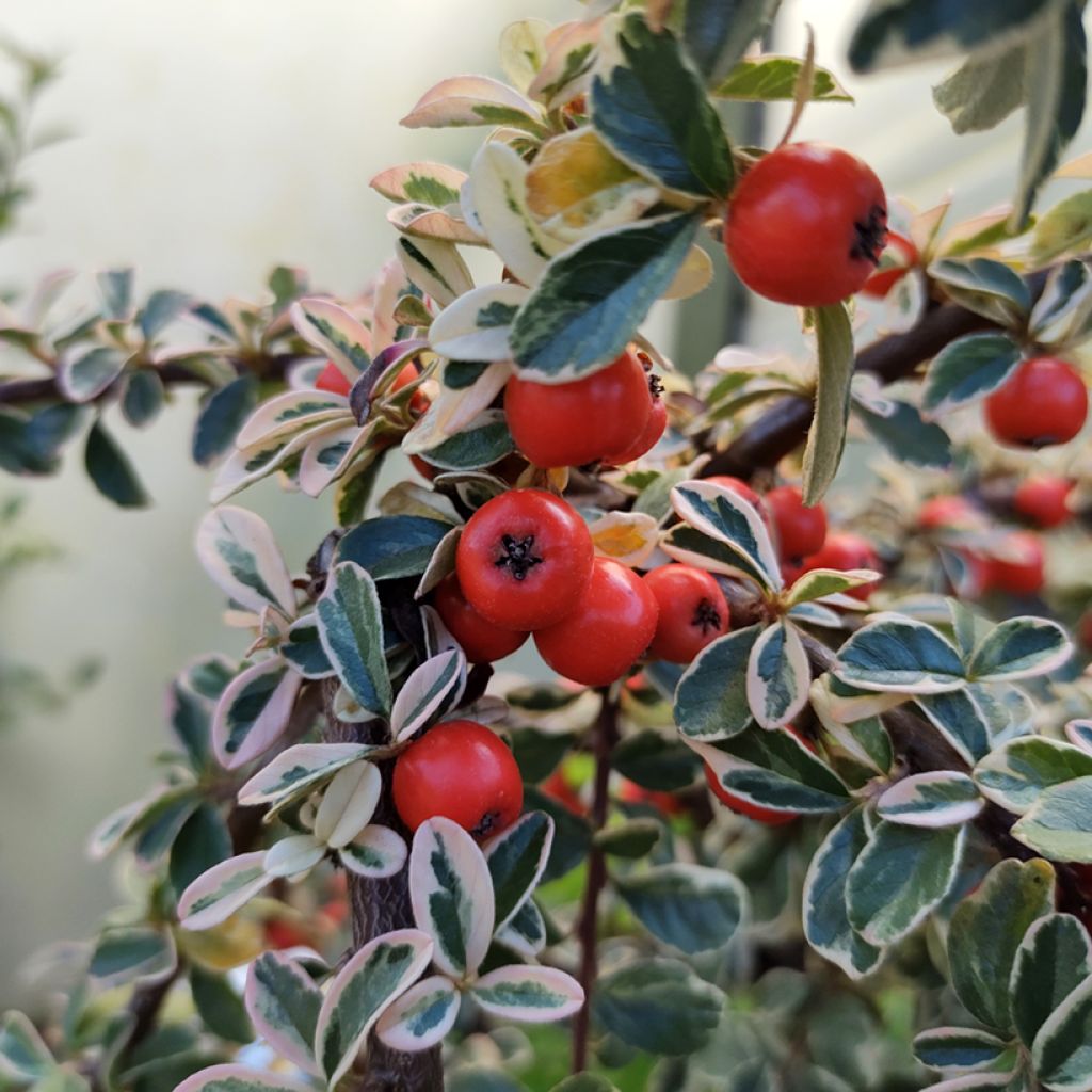 Cotoneaster suecicus Erlinda - Zwergmispel