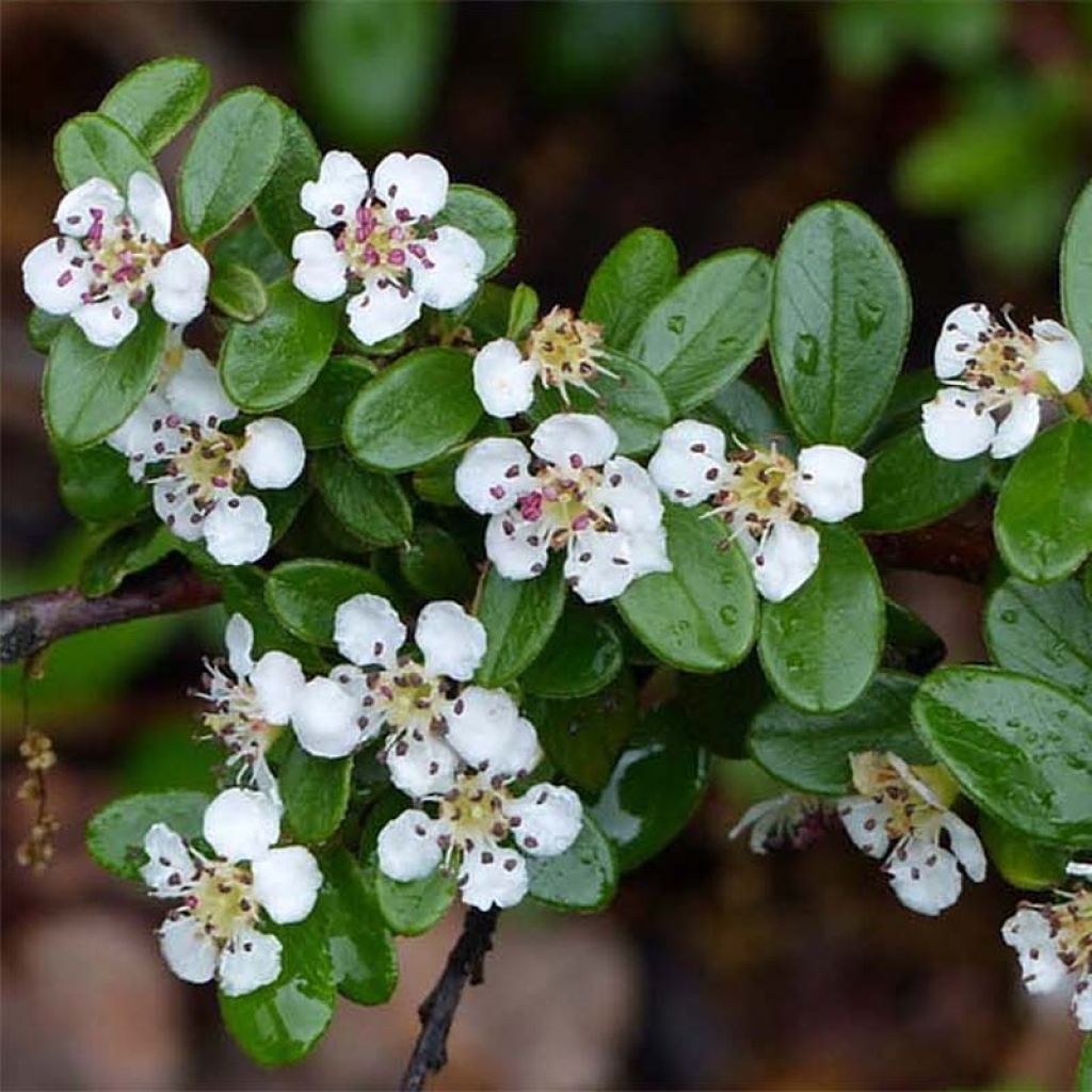 Cotoneaster suecicus Skogholm - Zwergmispel