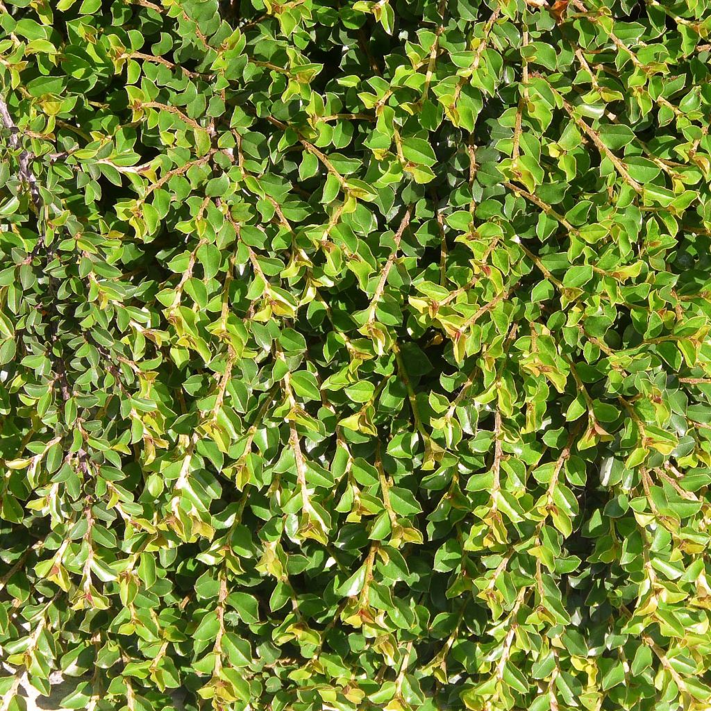 Cotoneaster adpressus - Zwergmispel