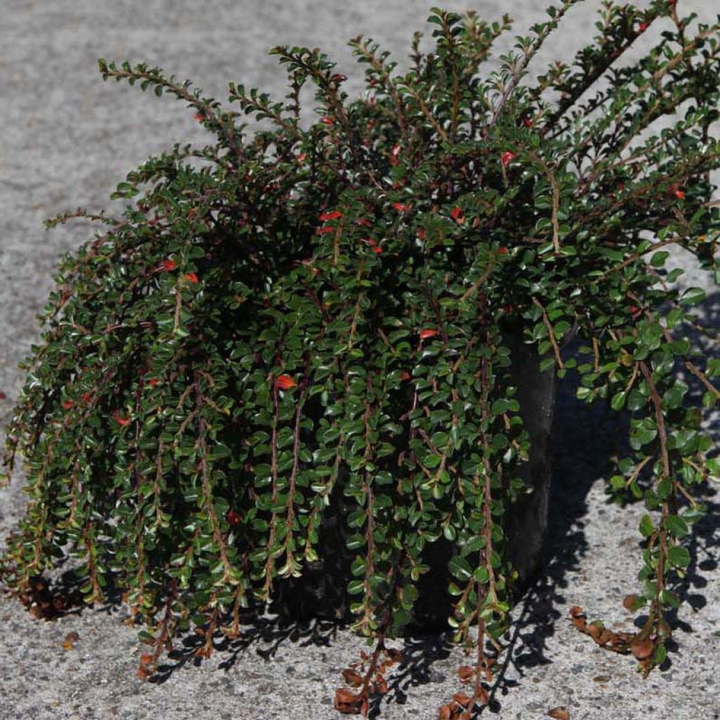 Cotoneaster adpressus Little Gem (Tom Thumb)