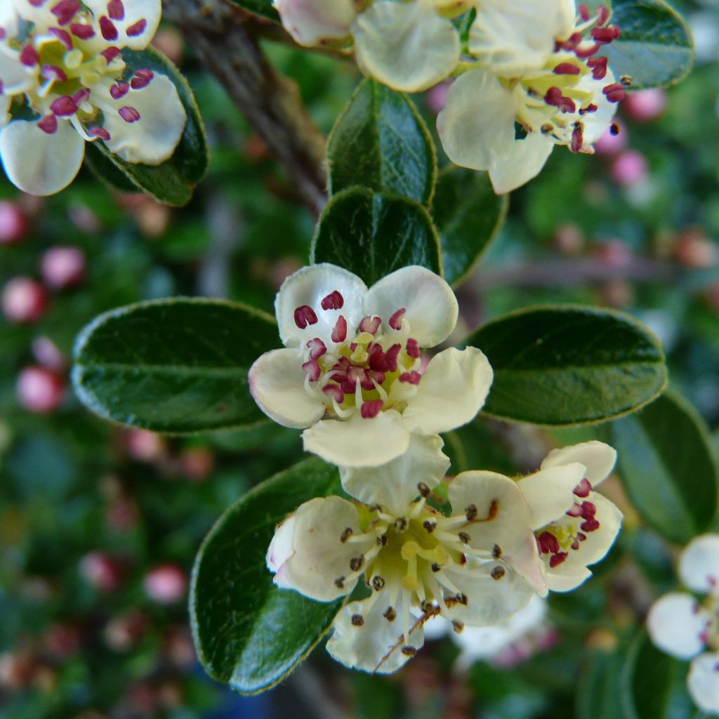 Cotoneaster dammeri Major - Teppich-Zwergmispel