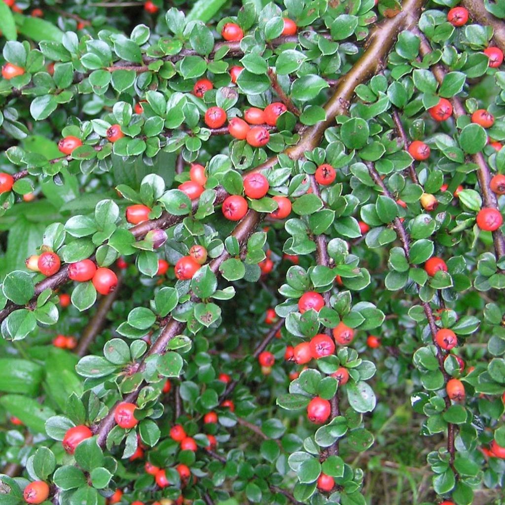 Cotoneaster dammeri Schoon - Teppich-Zwergmispel