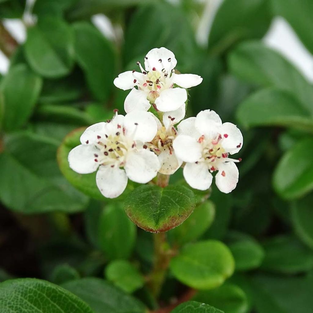 Cotonéaster de Dammer Schoon