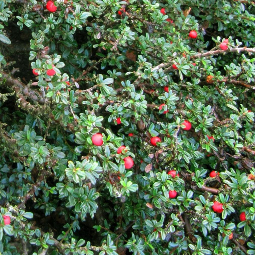 Cotoneaster integrifolius - Zwergmispel