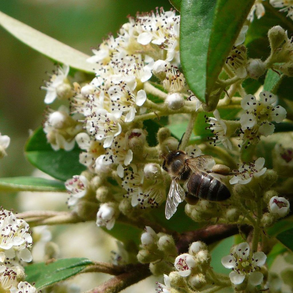 Cotoneaster lacteus - Cotoneaster laiteux.