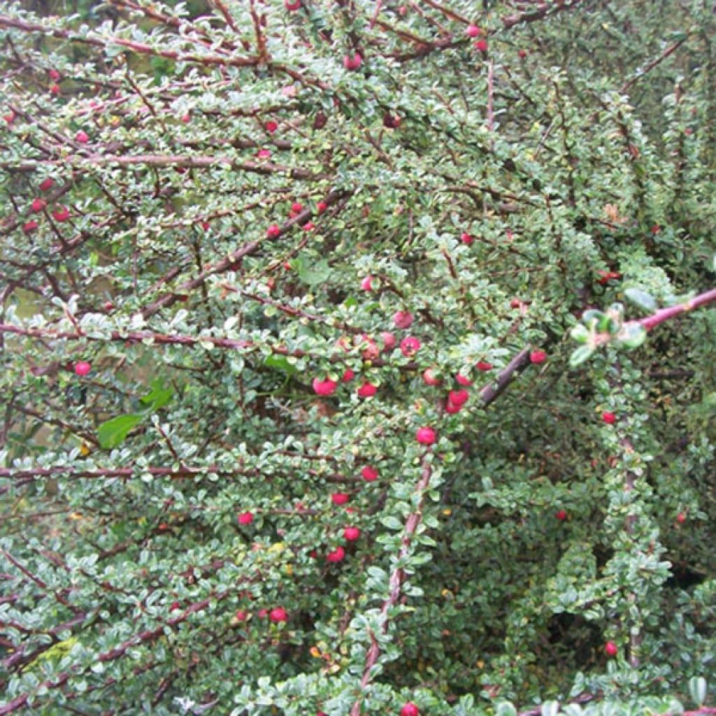 Cotoneaster microphyllus - Zwergmispel