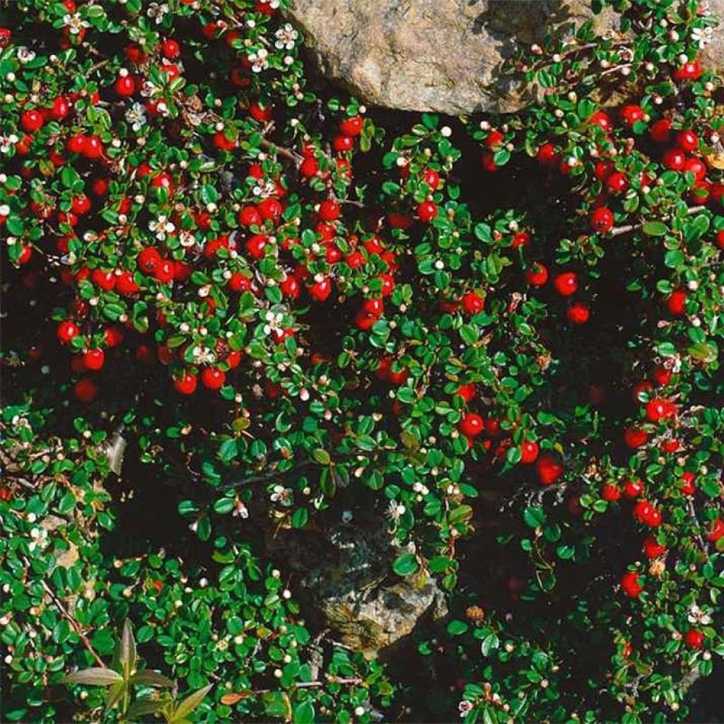 Cotoneaster procumbens Streibs Findling - Cotonéaster rampant