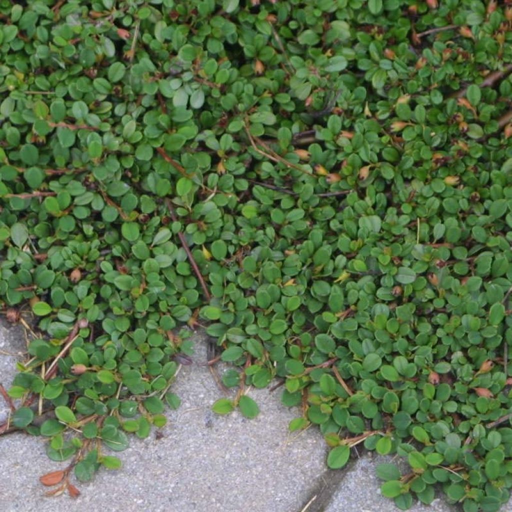 Cotoneaster procumbens Streibs Findling - Teppich-Zwergmispel