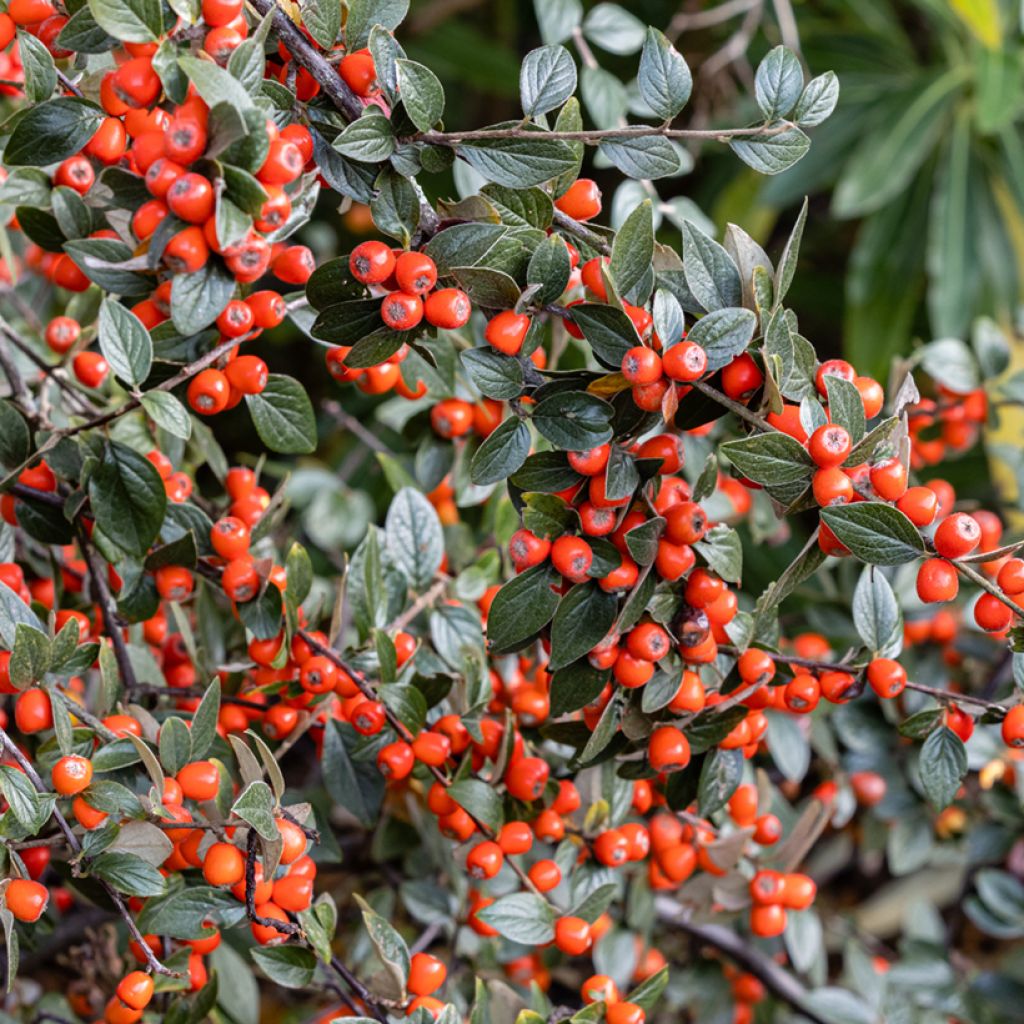 Cotoneaster simonsii - Zwergmispel