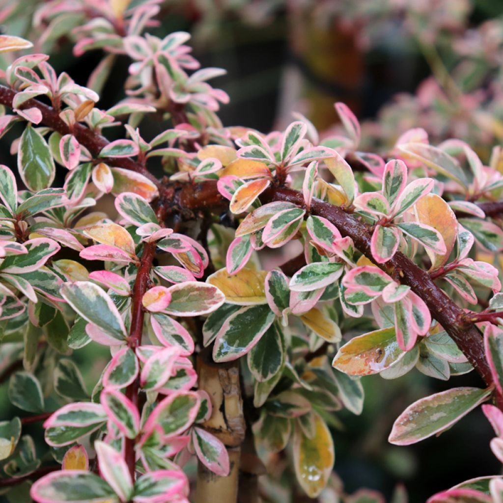 Cotoneaster suecicus Juliette - Zwergmispel