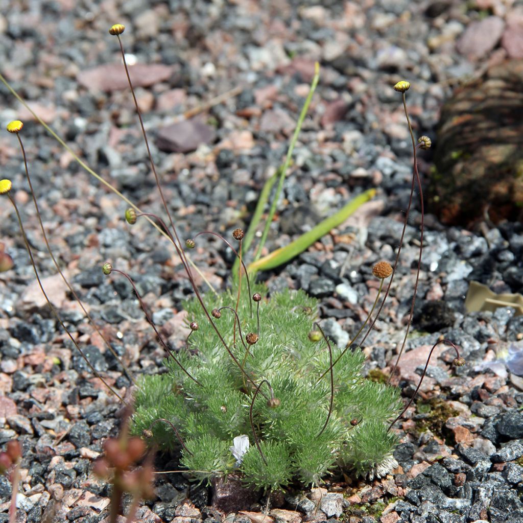 Cotula hispida - Laugenblume