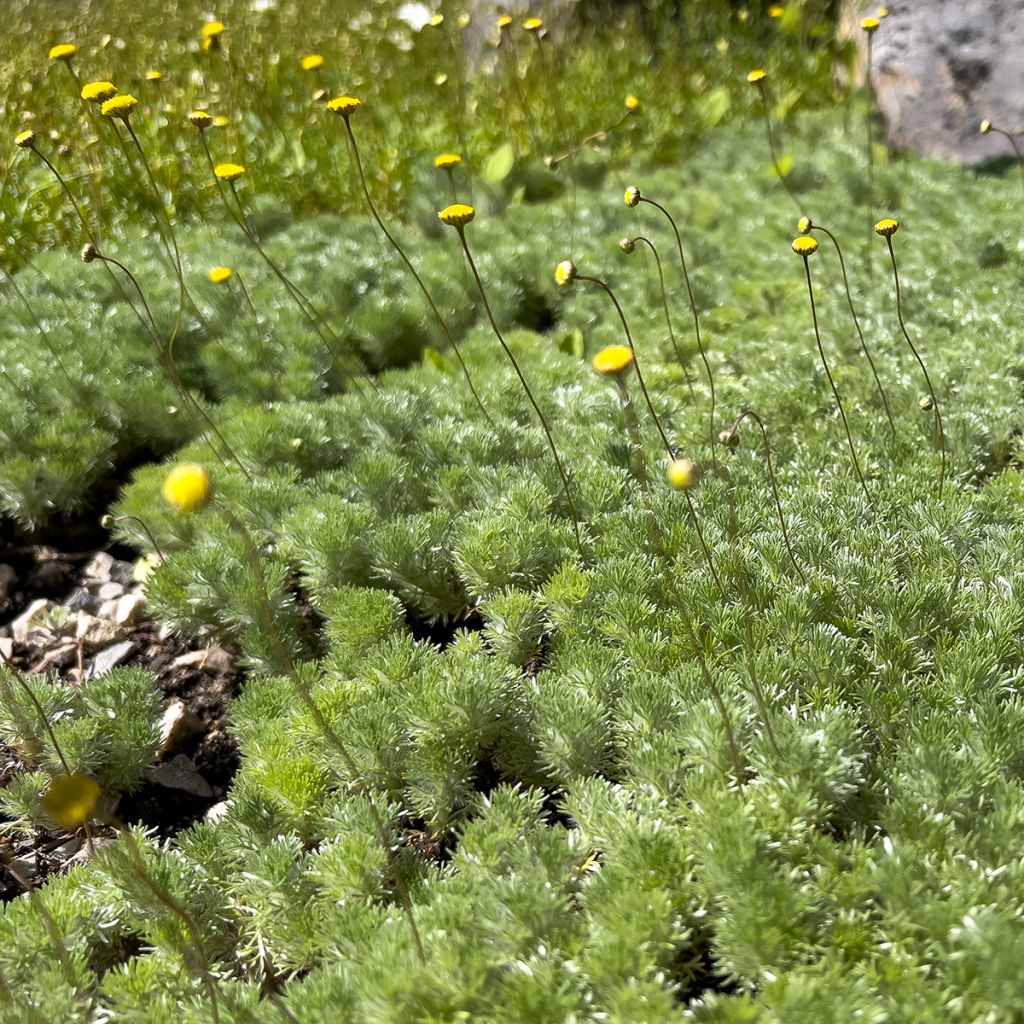 Cotula hispida - Laugenblume