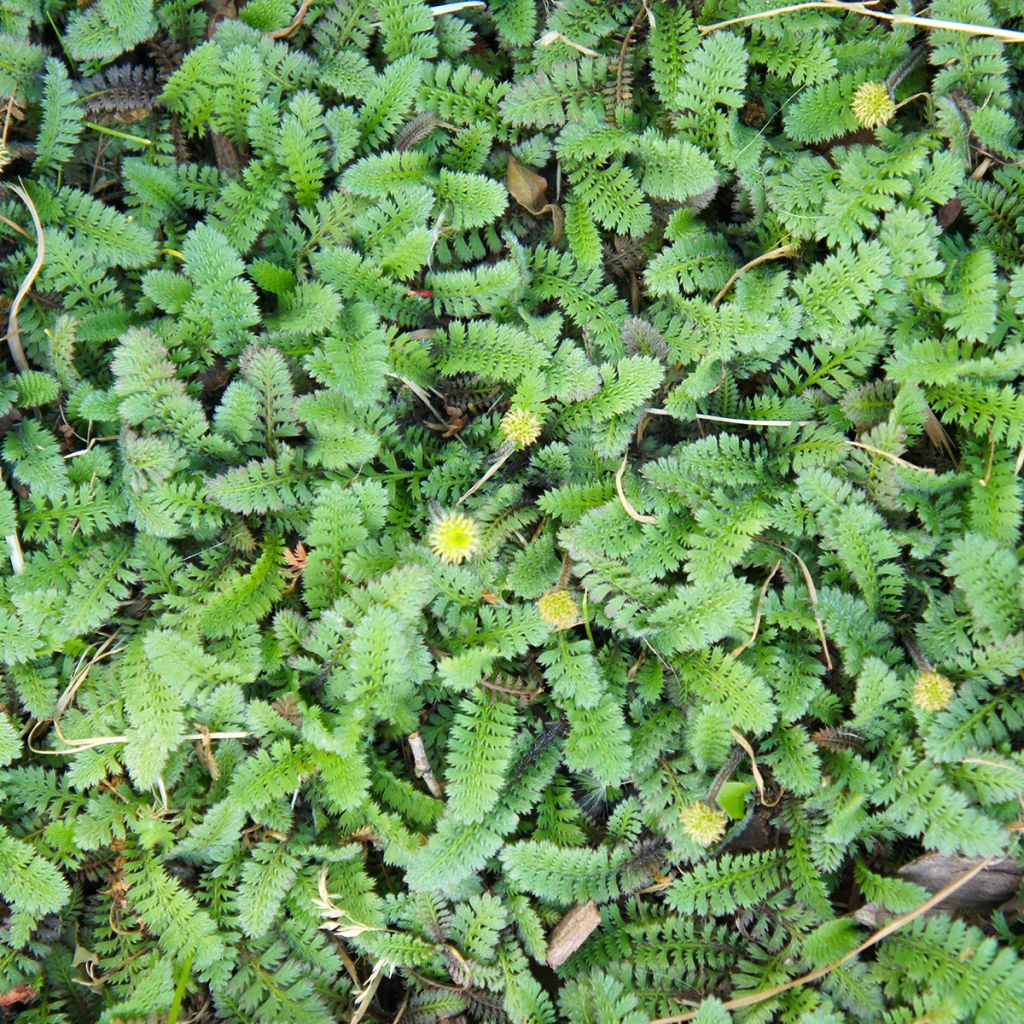 Leptinella squalida - Fiederpolster