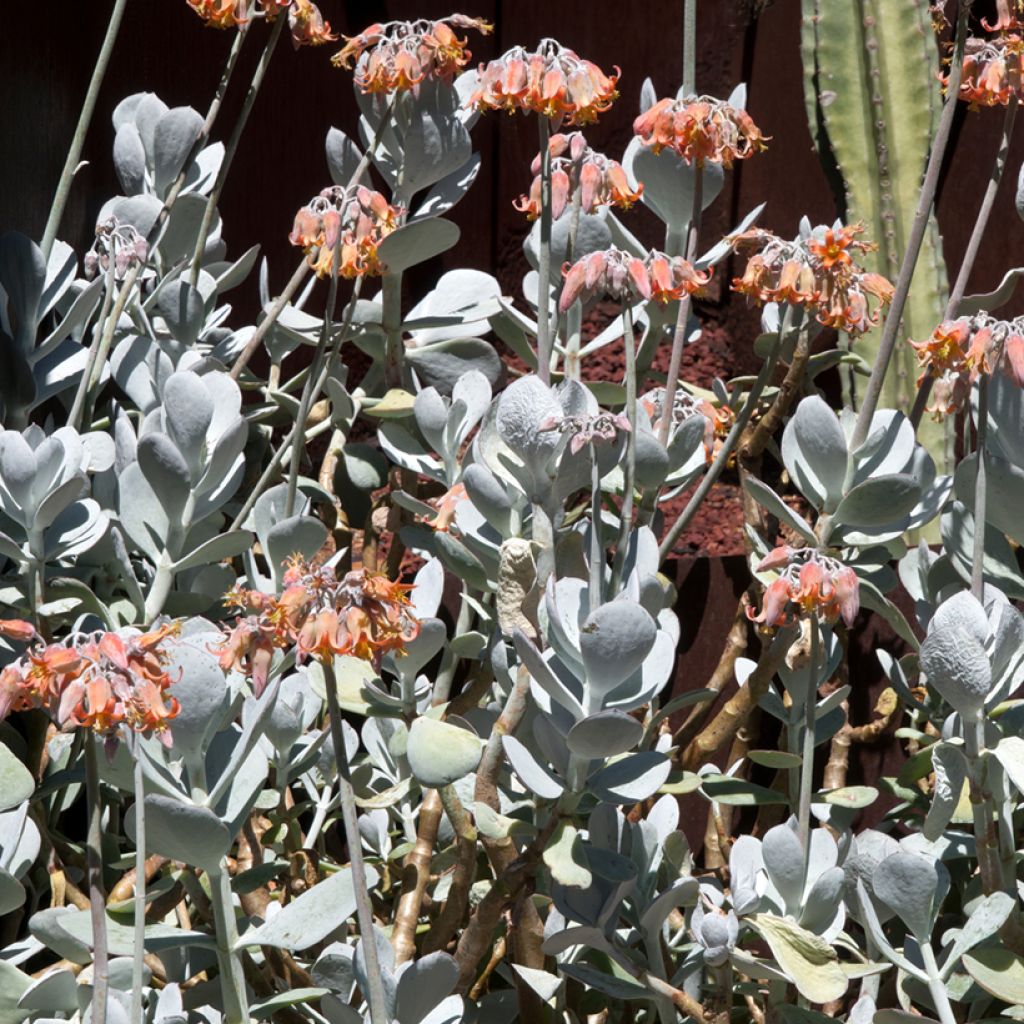 Cotyledon orbiculata Gray - Cotyledon