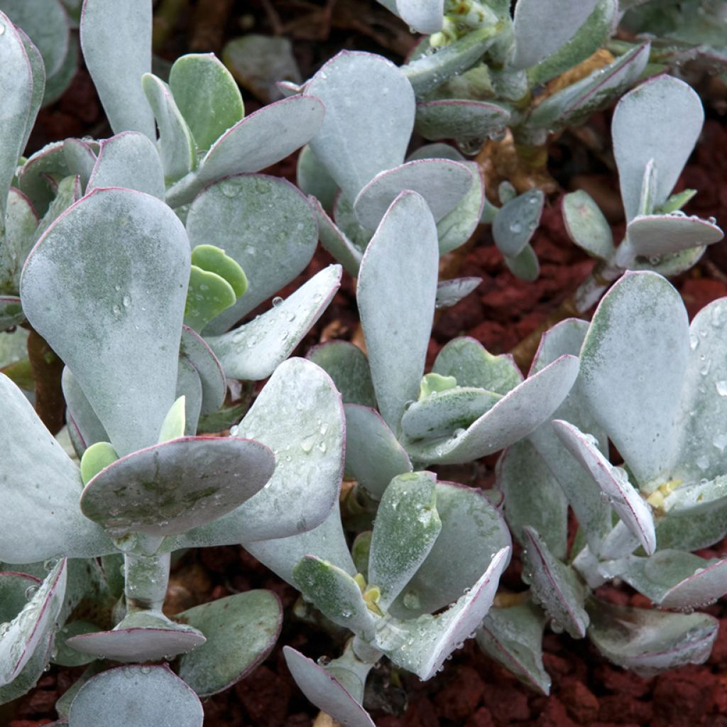 Cotyledon orbiculata Gray - Cotyledon