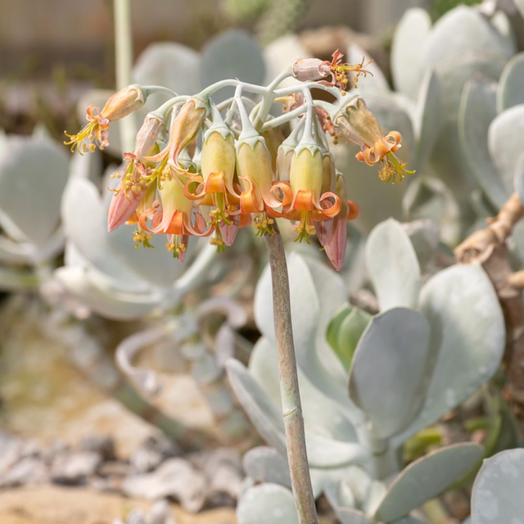 Cotyledon orbiculata Gray - Cotyledon