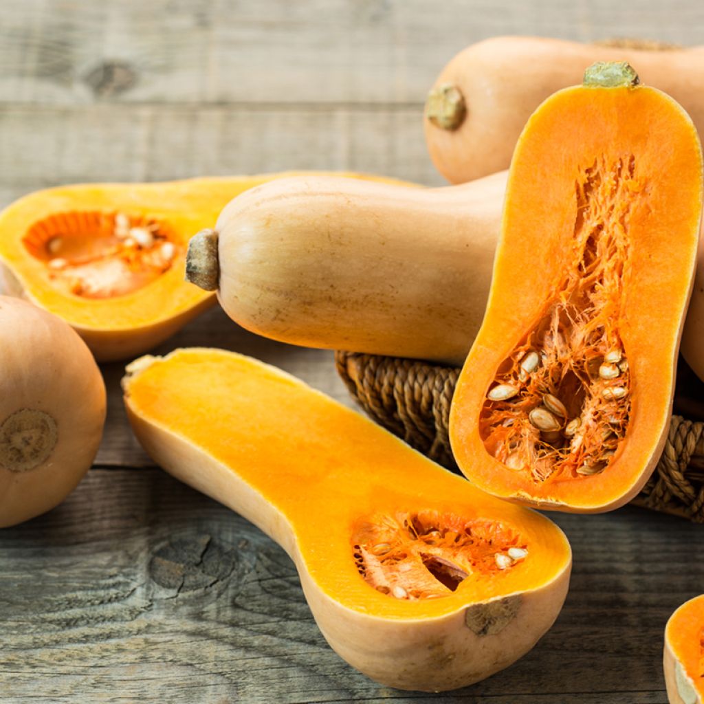 Moschus-Kürbis Butternut Bio