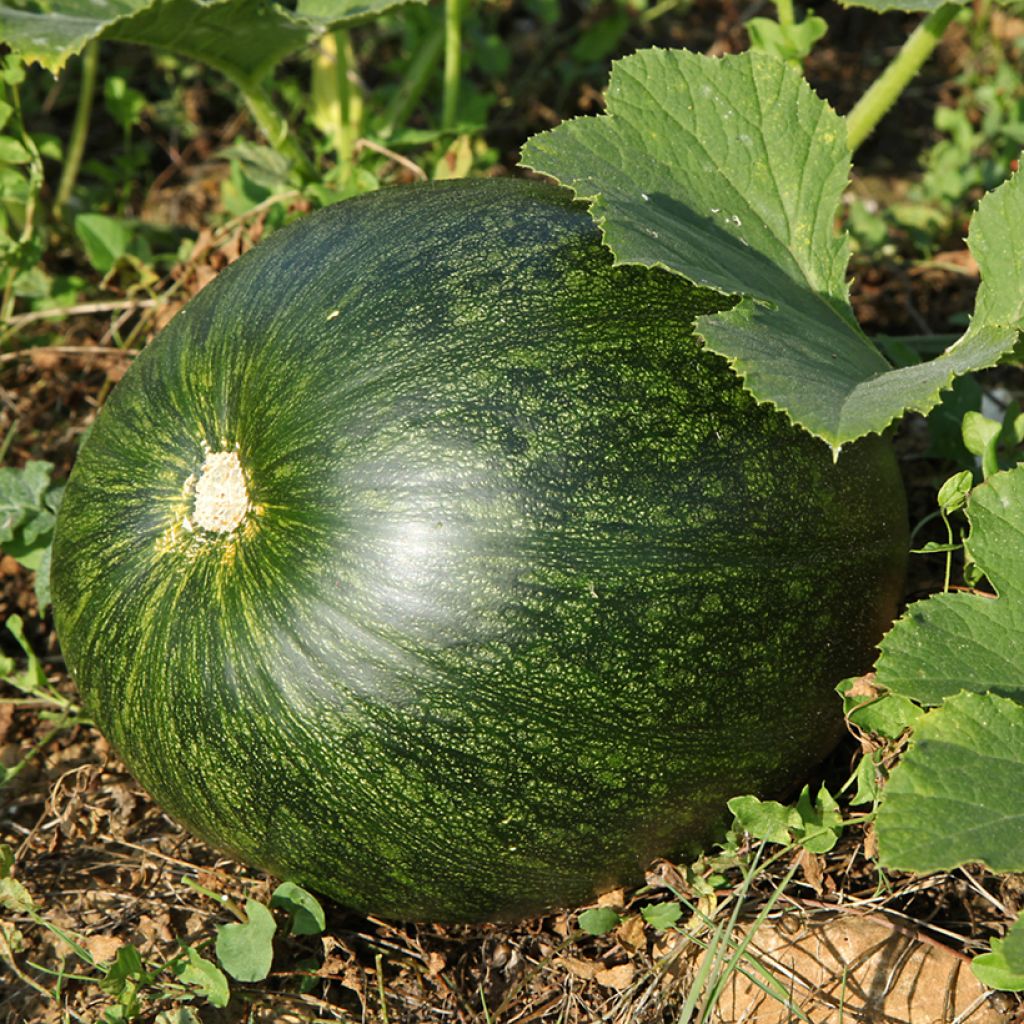 Garten-Kürbis Lady Godiva Bio - Ferme de Sainte Marthe