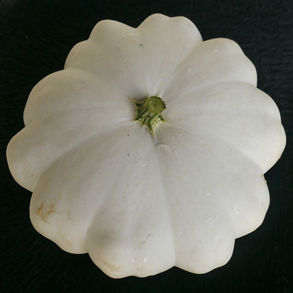 Courge Pâtisson blanc