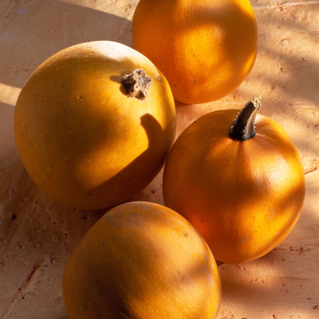 Garten-Kürbis Pomme d'Or Bio - Ferme de Sainte Marthe