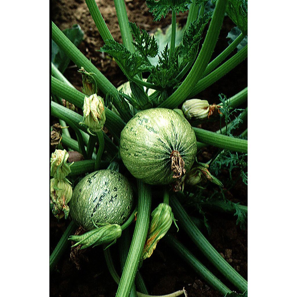 Courge de Nice à fruit rond - Cucurbita pepo