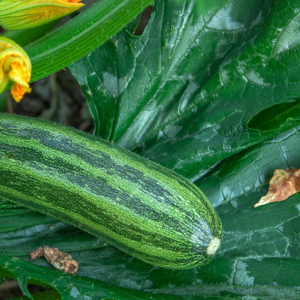 Garten-Kürbis verte Non Coureuse d'Italie