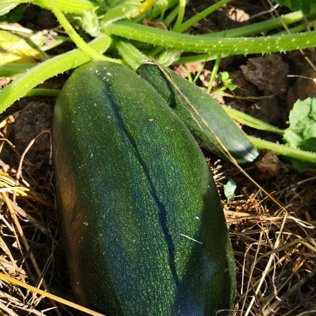 Garten-Kürbis verte Non Coureuse d'Italie