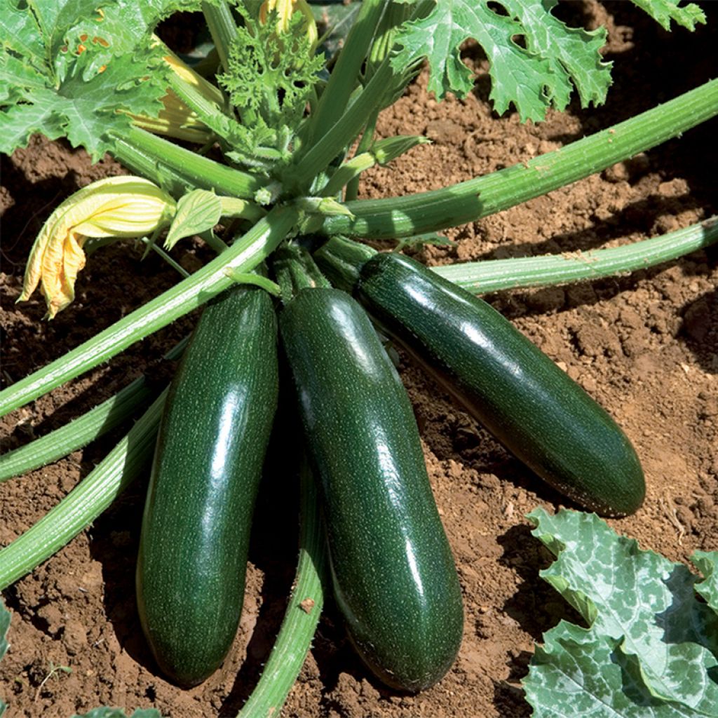 Courgette Astia F1 en pots de 10 cm