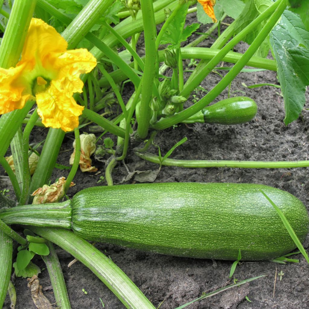 Garten-Kürbis Diamant F1