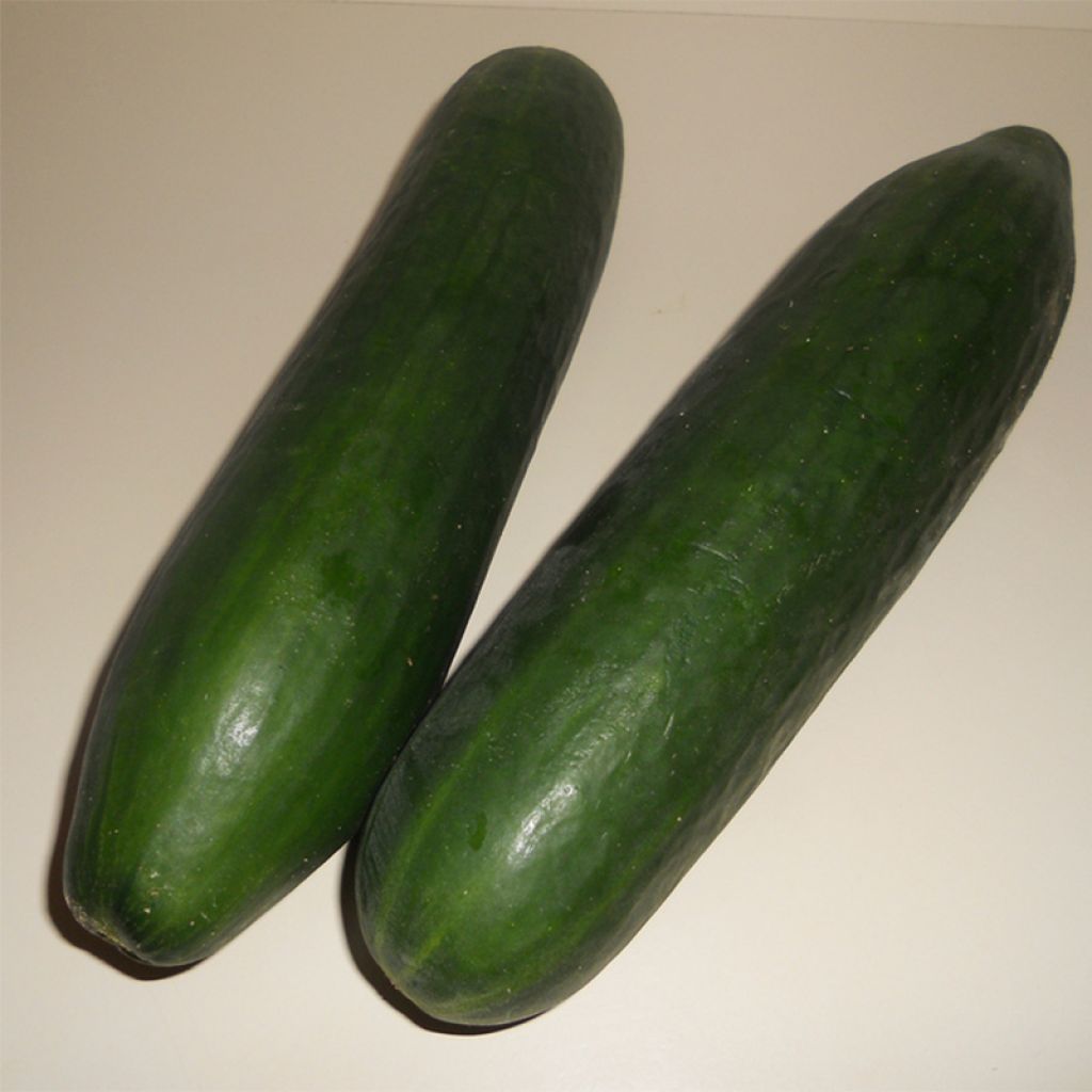 Courgette Storr's Green F1