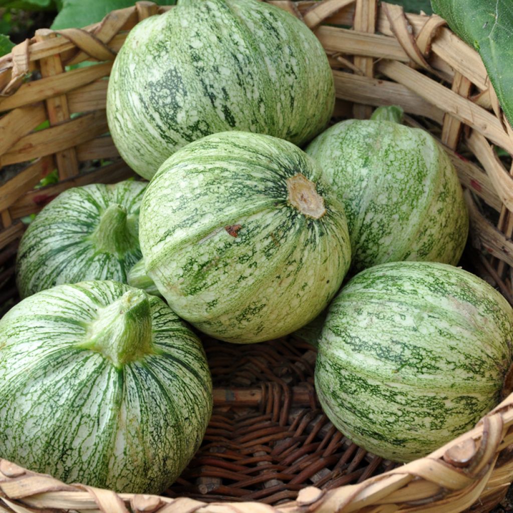 Garten-Kürbis de Nice à fruit rond