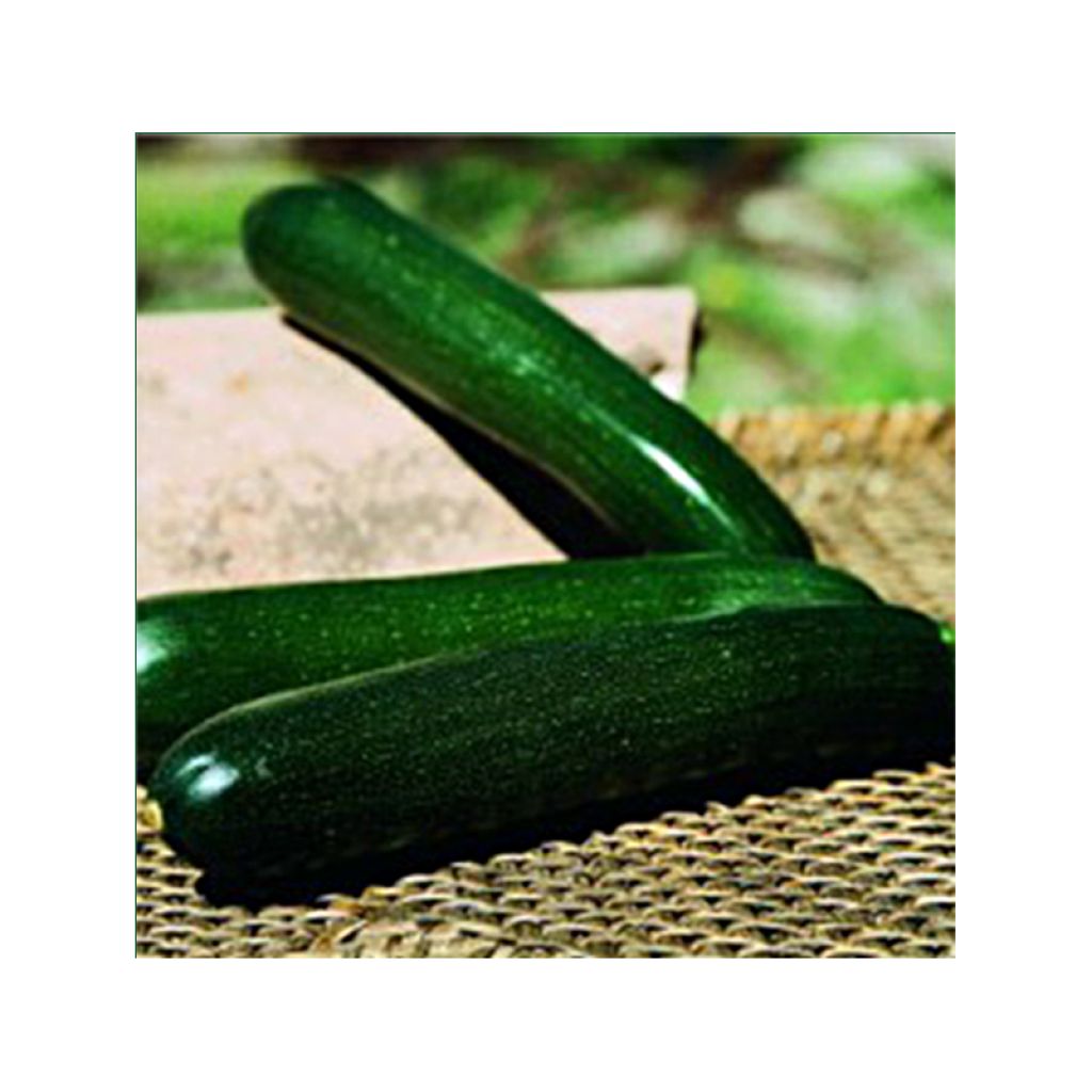 Courgette Baccara F1 - Cucurbita pepo