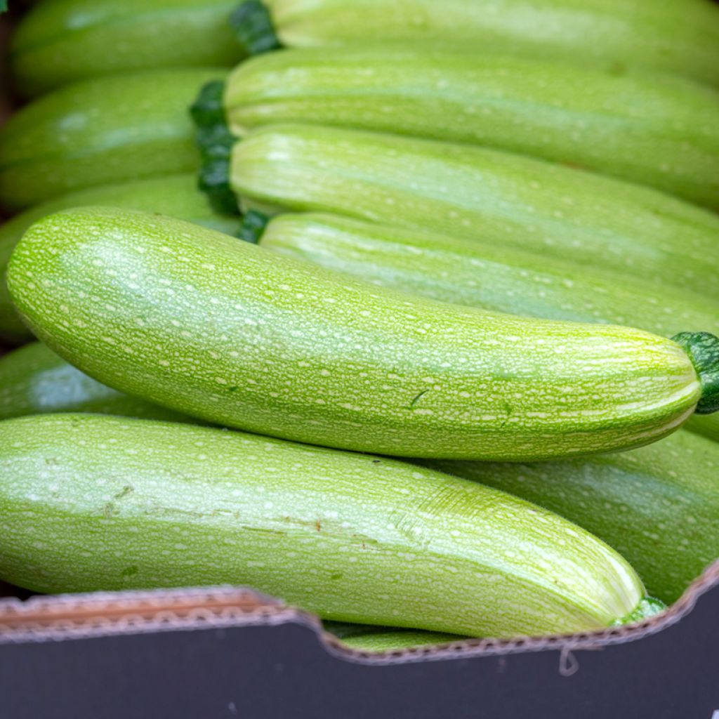 Garten-Kürbis Frühe Markt-Zucchini - Vilmorin