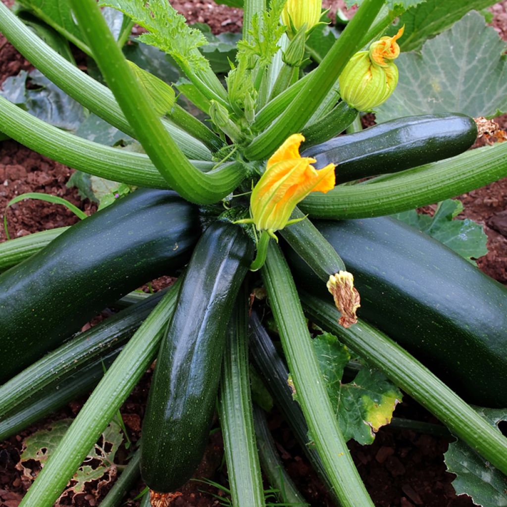 Garten-Kürbis verte noire - Vilmorin