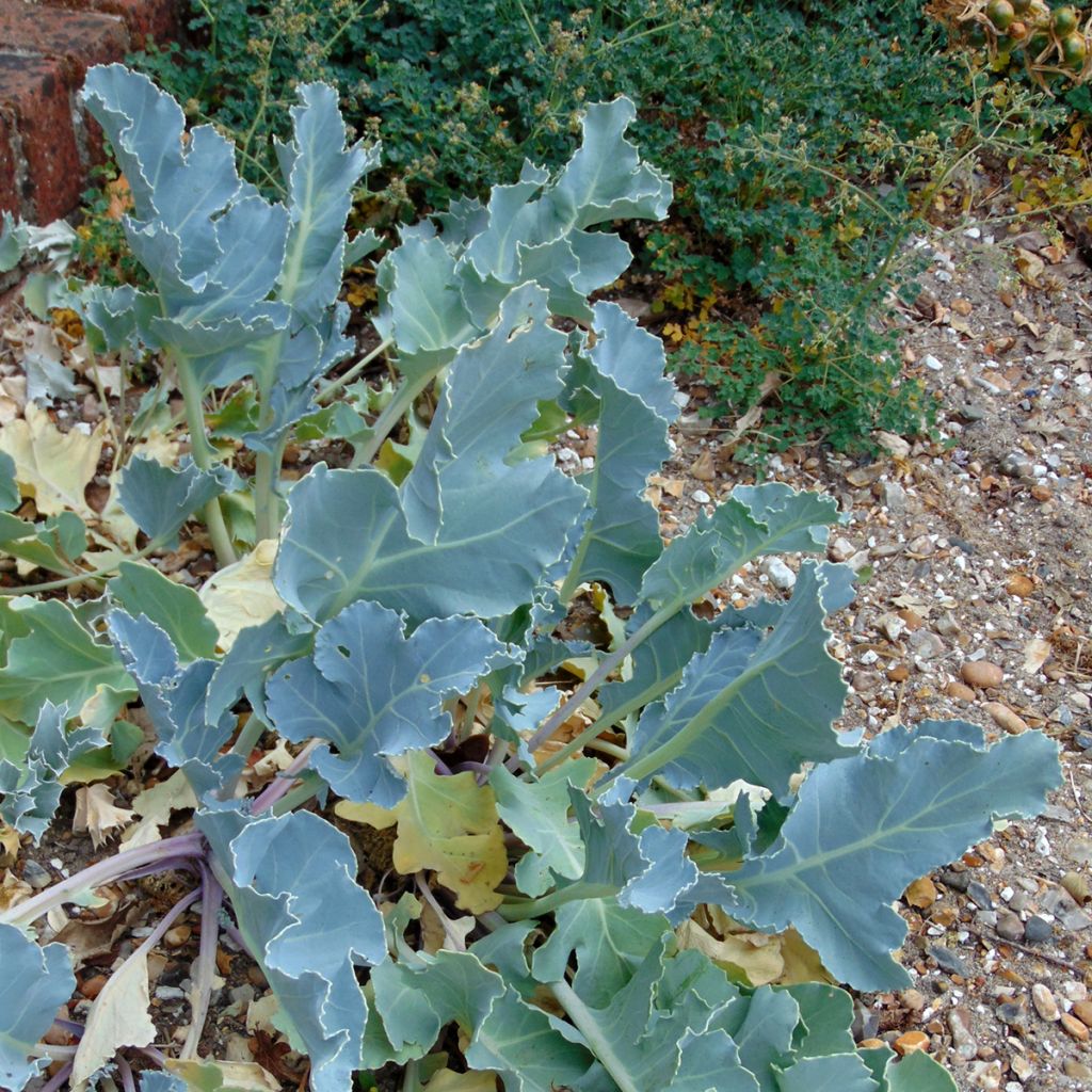 Crambe maritima - choux maritime