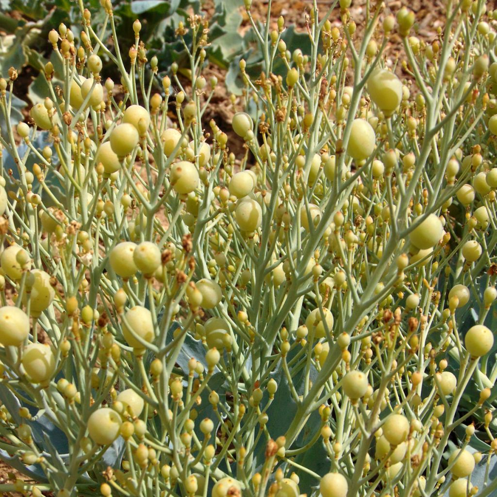 Crambe maritima - choux maritime