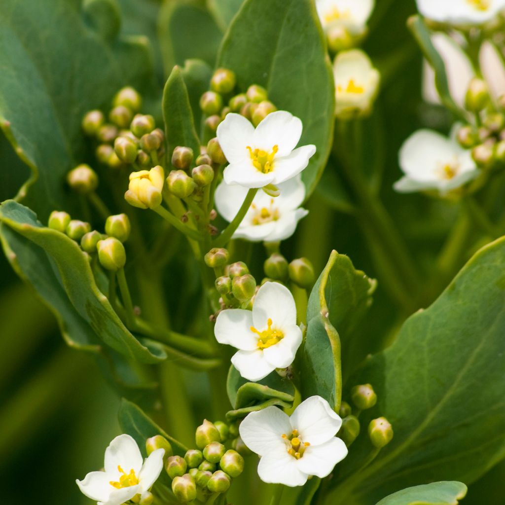 Echter Meerkohl - Crambe maritima