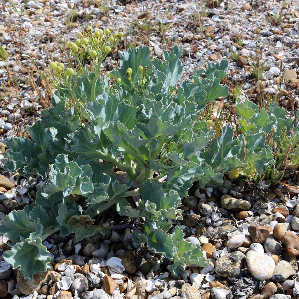 Echter Meerkohl - Crambe maritima