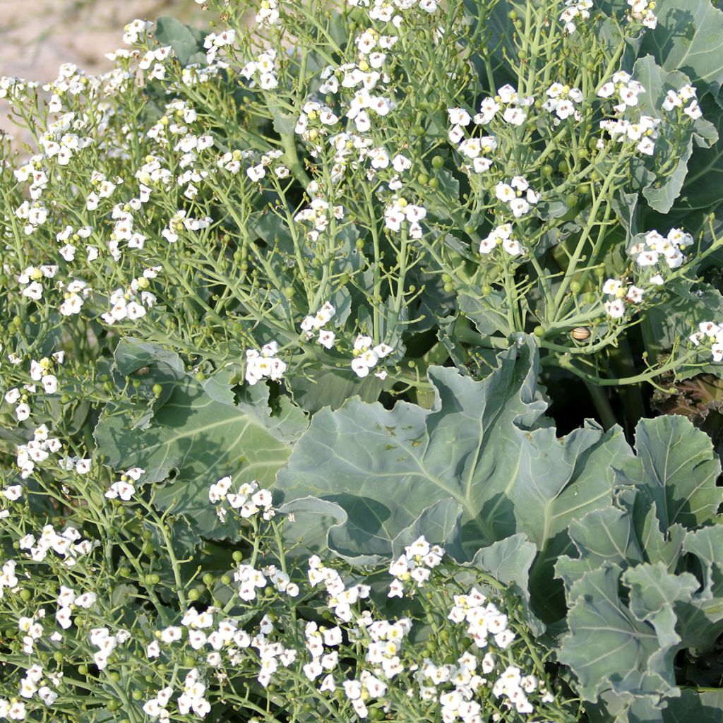 Echter Meerkohl - Crambe maritima