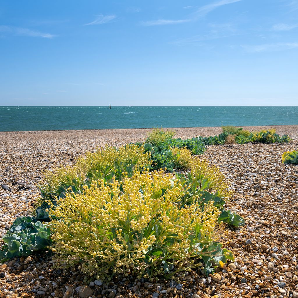 Echter Meerkohl - Crambe maritima