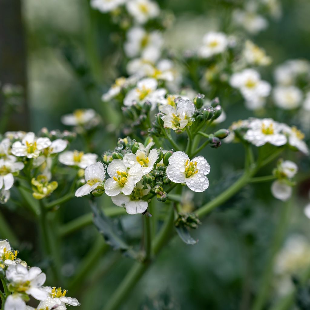 Echter Meerkohl - Crambe maritima