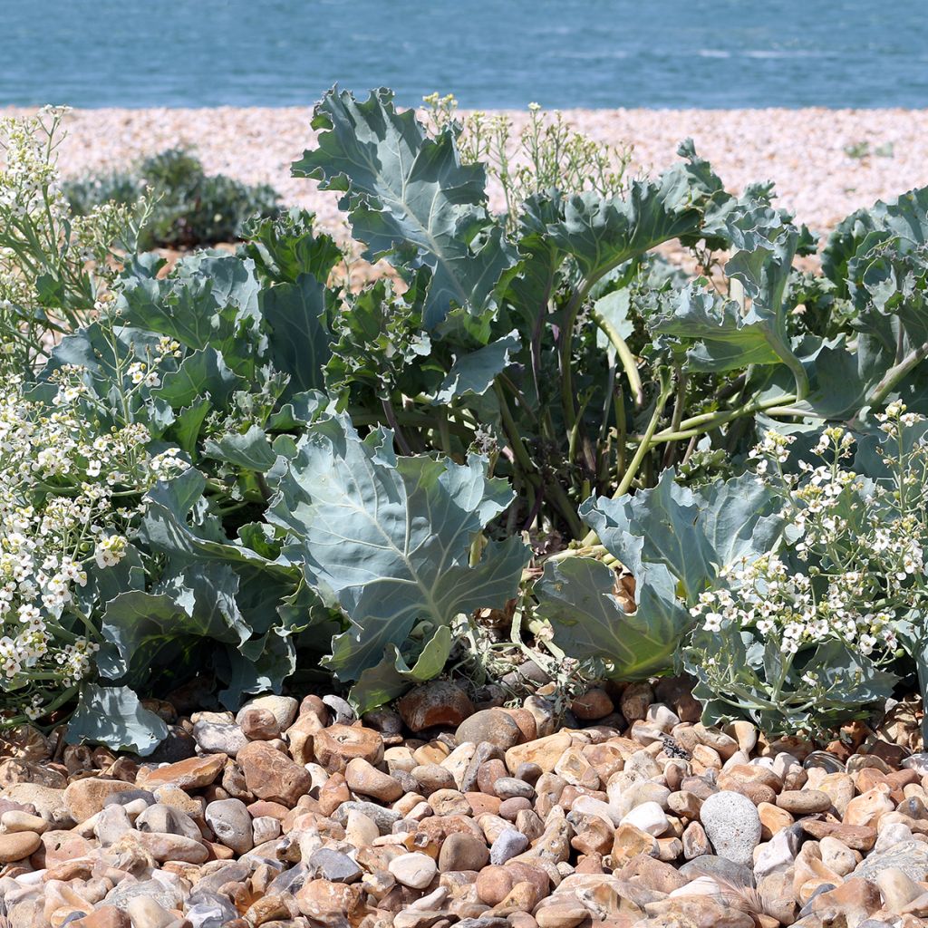 Echter Meerkohl - Crambe maritima