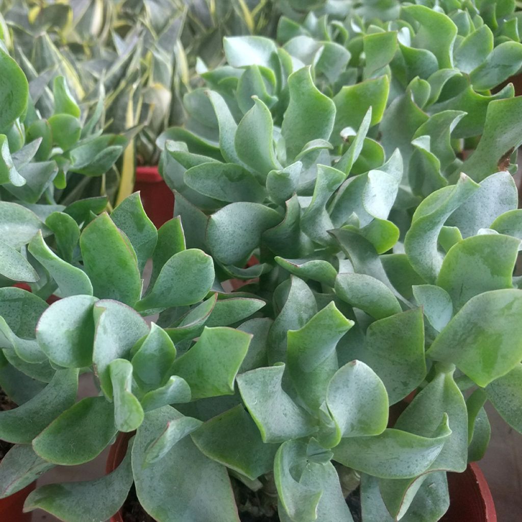 Crassula arborescens Curly Grey - Dickblatt