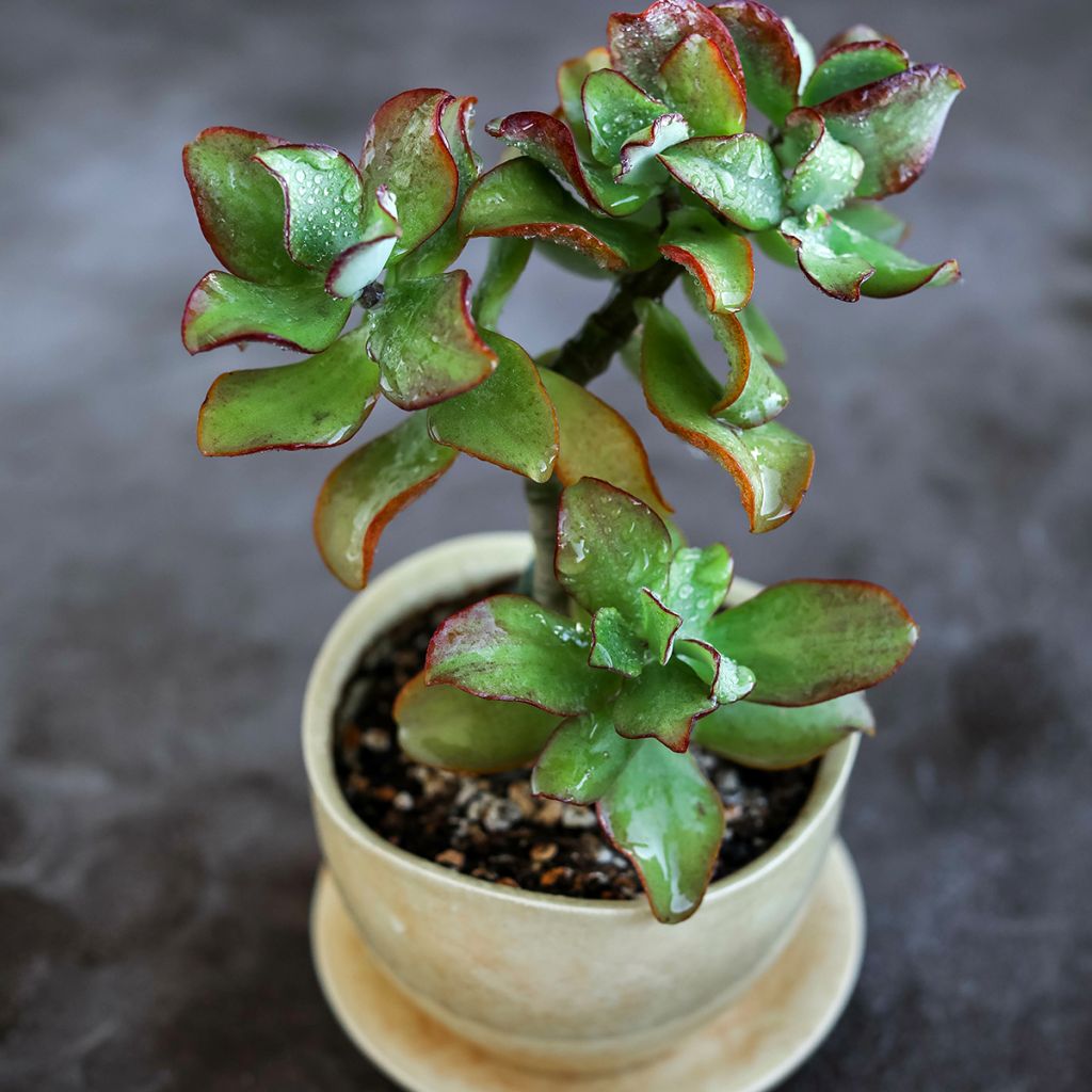 Crassula arborescens Curly Grey - Dickblatt