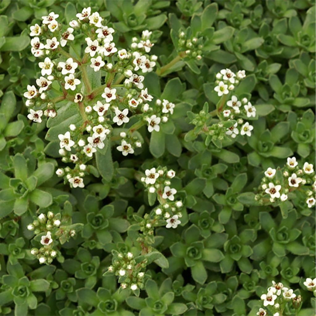 Crassula exilis subsp. sedifolia - Dickblatt